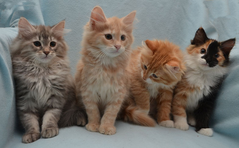 sibirisk katt S-kull