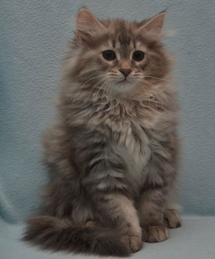 sibirisk kattunge Selene