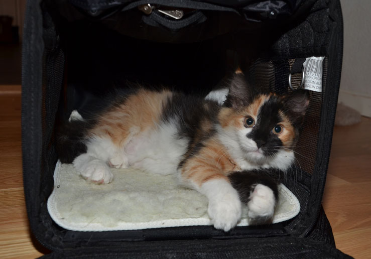 sibirisk kattunge Sidney