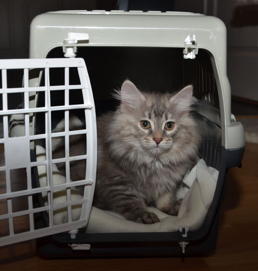 sibirisk kattunge Selene