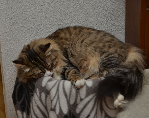 sibirisk katt Mitzi