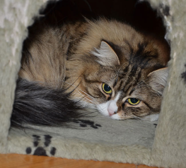 sibbirsk katt Mitzi
