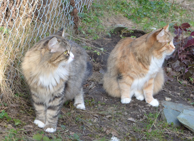 sibirisk katt Mitzi och Dani