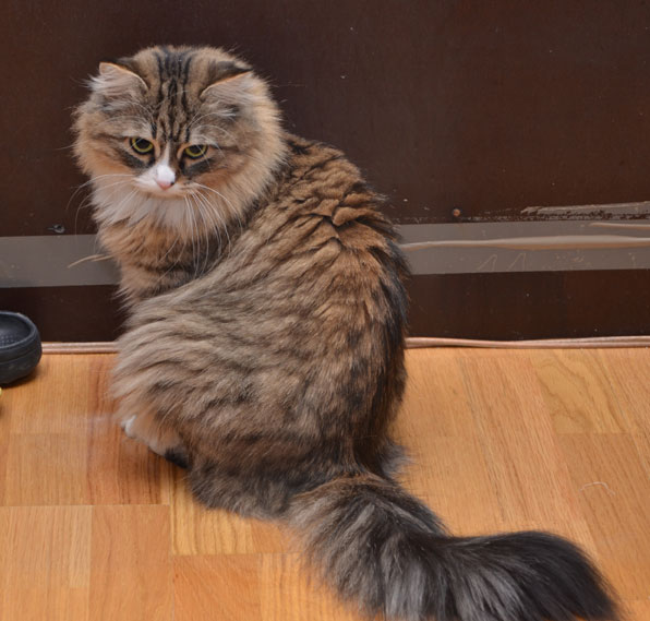 sibirisk katt Mitzi