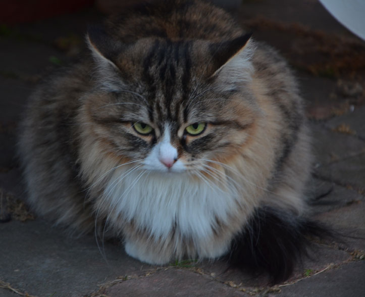sibirisk katt Mitzi
