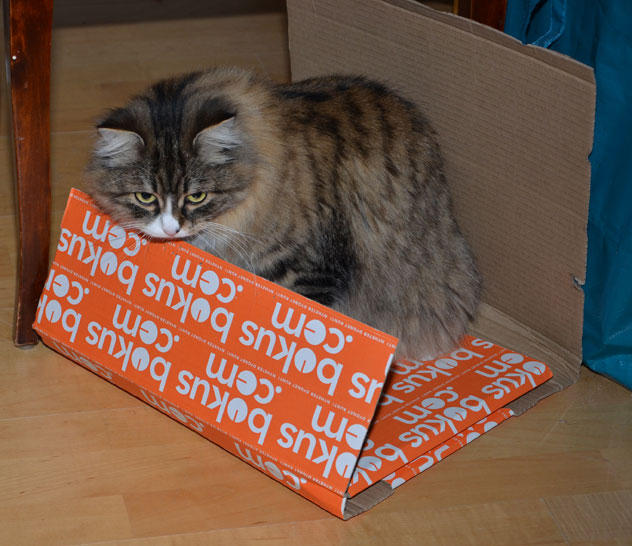 sibirisk katt Mitzi