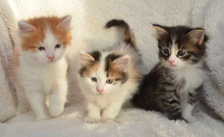 sibirisk kattungar T-kull