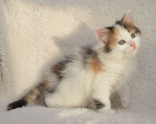 sibirisk kattunge Tracie