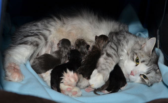 sibirisk katt Luna med kattungar