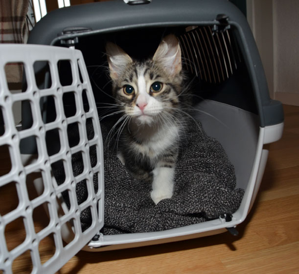 sibirisk kattunge Tellus