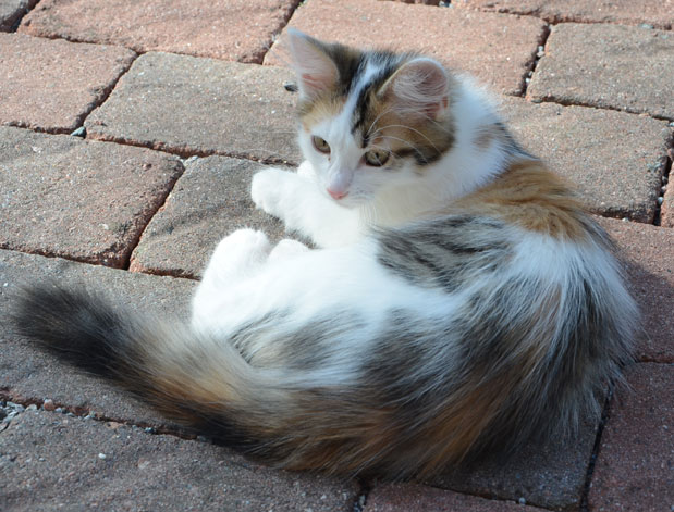 sibirisk katt Tracie
