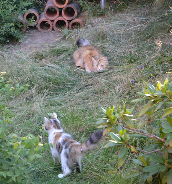 sibirisk katt