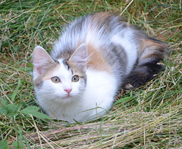 sibirisk katt Trazie