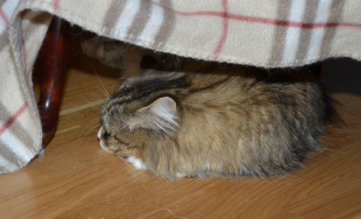 sibirisk katt Mitzi