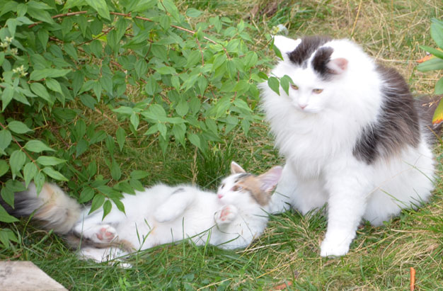 sibiriska katter Tracie och Junior