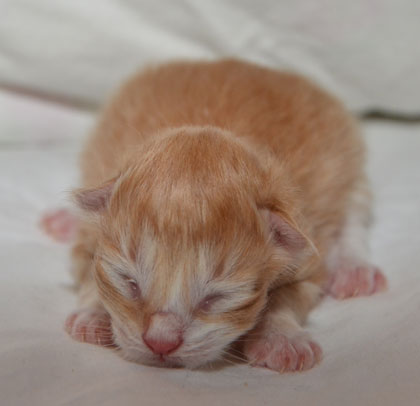 sibirisk kattunge Ulysses