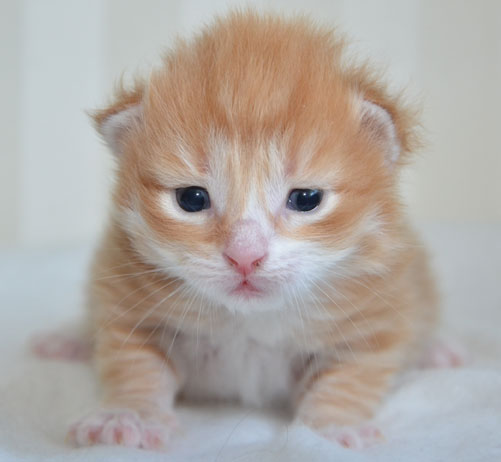 sibirisk kattunge Ulysses