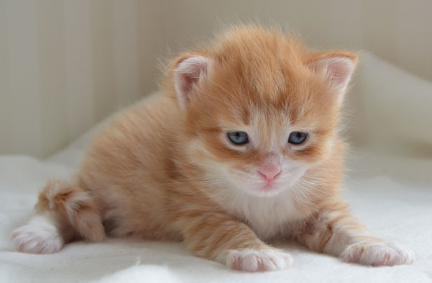 sibirisk katt Ulysse