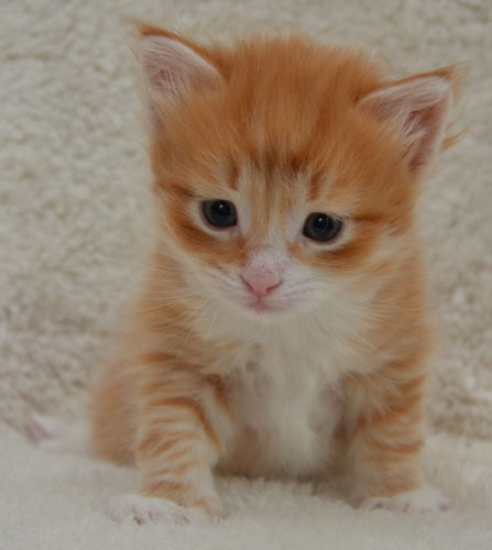 sibirisk kattunge Ulysses