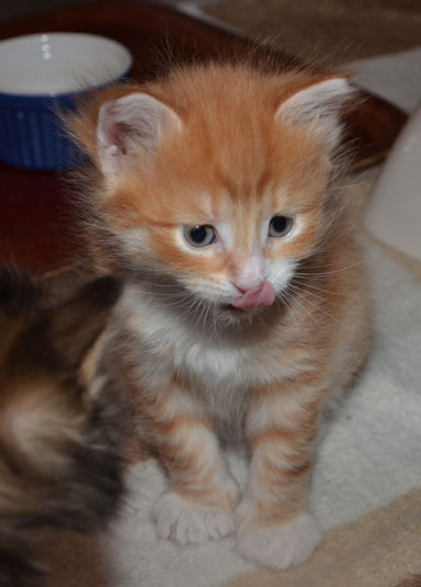 sibirisk kattunge Ulysses