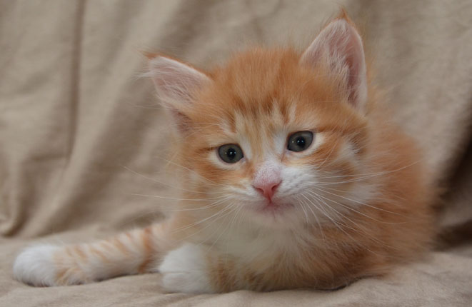 sibirisk kattunge Ulysses