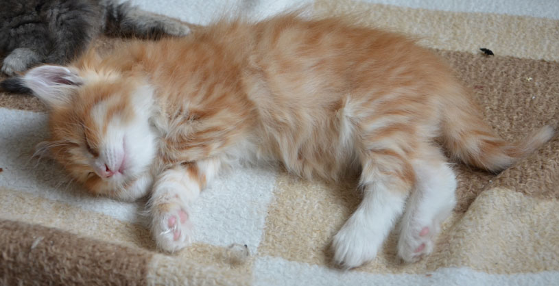 sibirisk kattunge Ulysses
