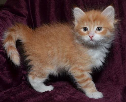 sibirisk kattunge Ulysses