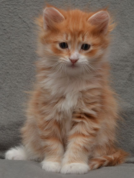 sibirisk kattunge Ulysses