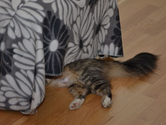 sibirisk katt Mitzi