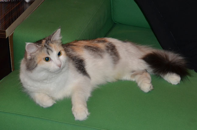 sibirisk katt Lily