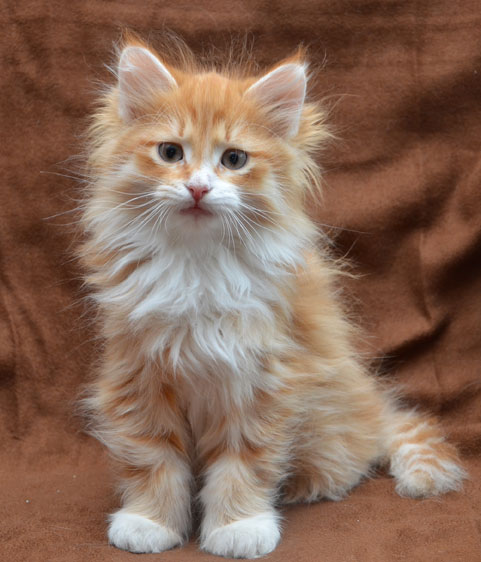 sibirisk kattunge Ulysses