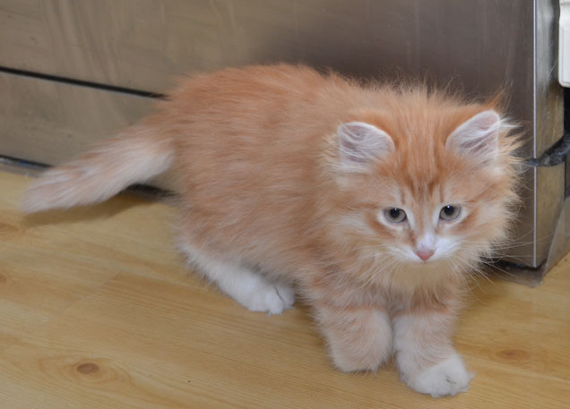 sibirisk kattunge Ulysses