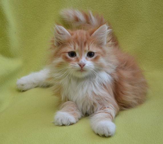sibirisk kattunge Ulysses