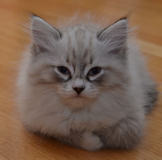 sibirisk kattunge Viking