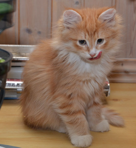 sibirisk kattunge Ulysses
