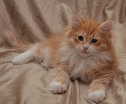 sibirisk kattunge Ulysses