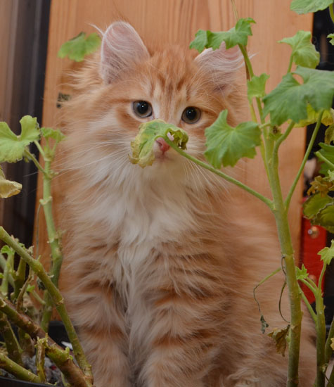 sibirisk katt Ulysses