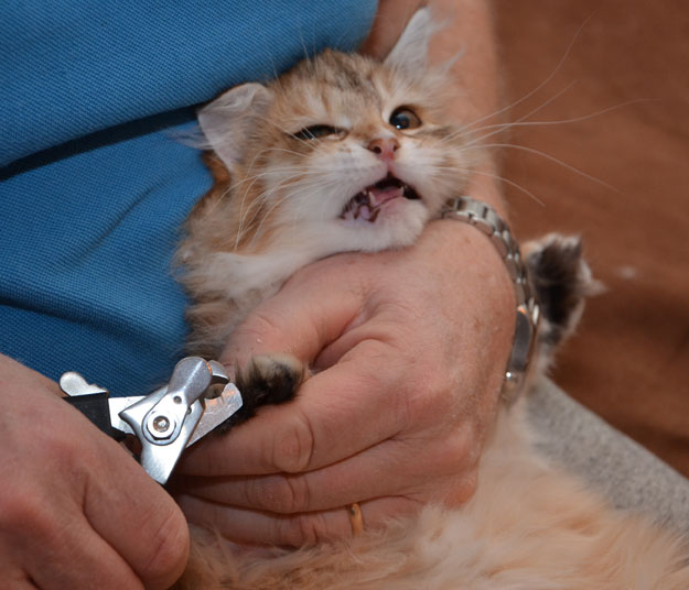 sibirisk kattunge Unay