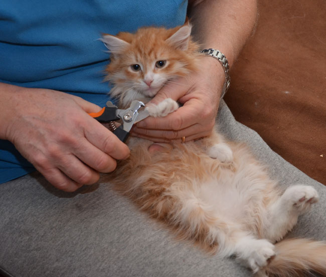 sibirisk kattunge Ulysses