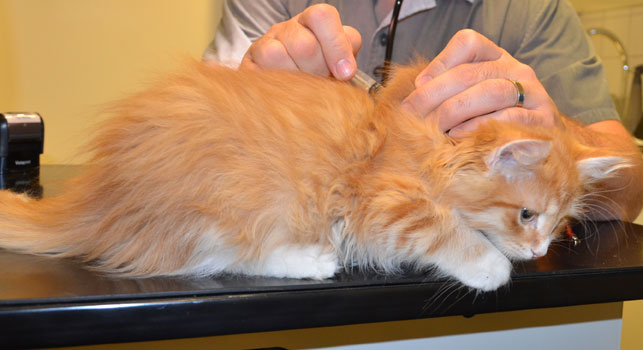 sibirisk kattunge Ulysses