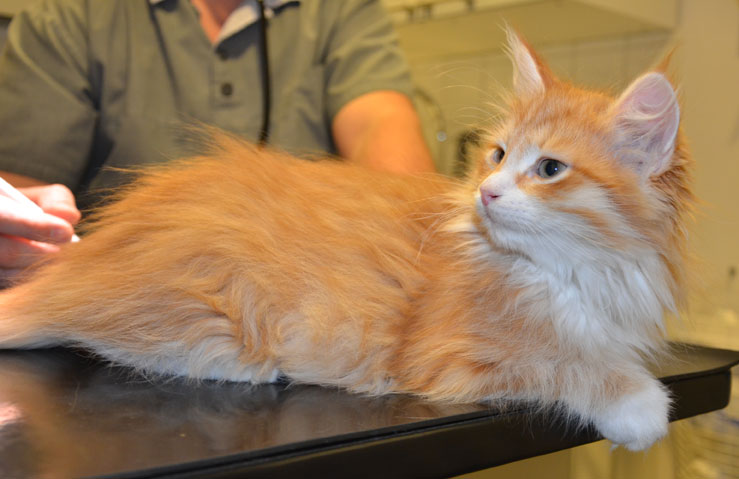 sibirisk kattunge Ulysses