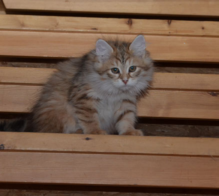 sibirisk kattunge Unay