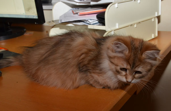 sibirisk kattunge Unay