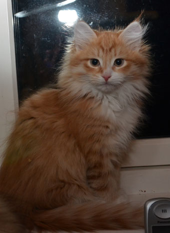 sibirisk kattunge Ulysses