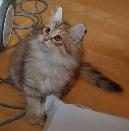 sibirisk kattunge Unay