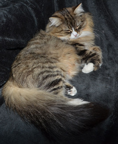 sibirisk katt Mitzi