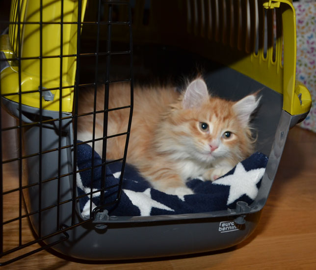 sibirisk katt Ulysses