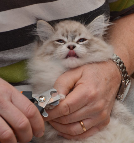 sibirisk kattunge Viking