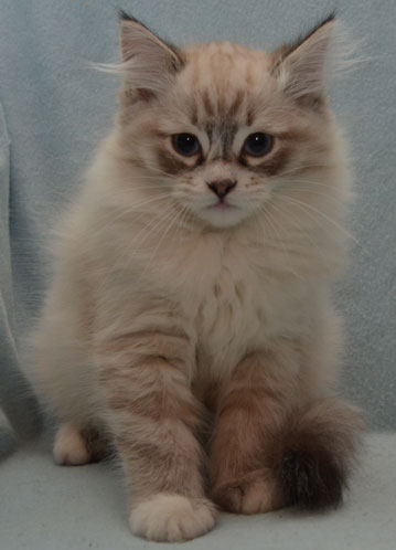 sibirisk kattunge Viking