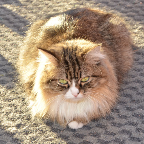 Sibirisk katt Mitzi